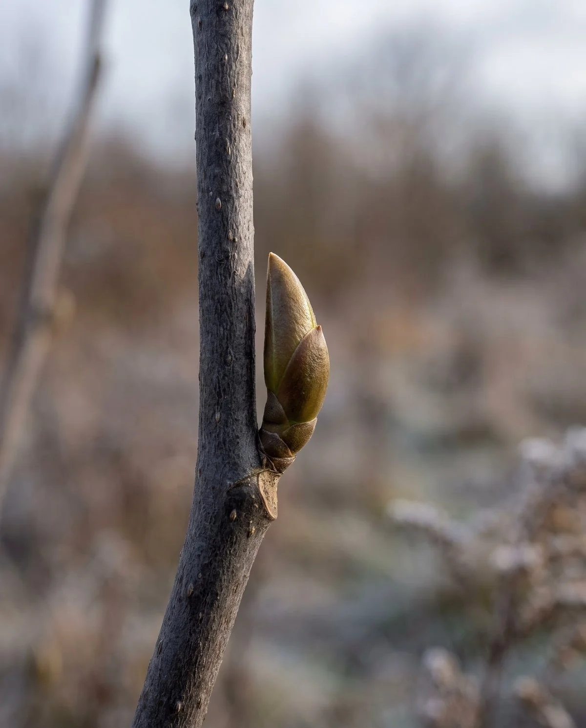 A small narrow pointed magnolia leaf bud pressed close against a bare twig