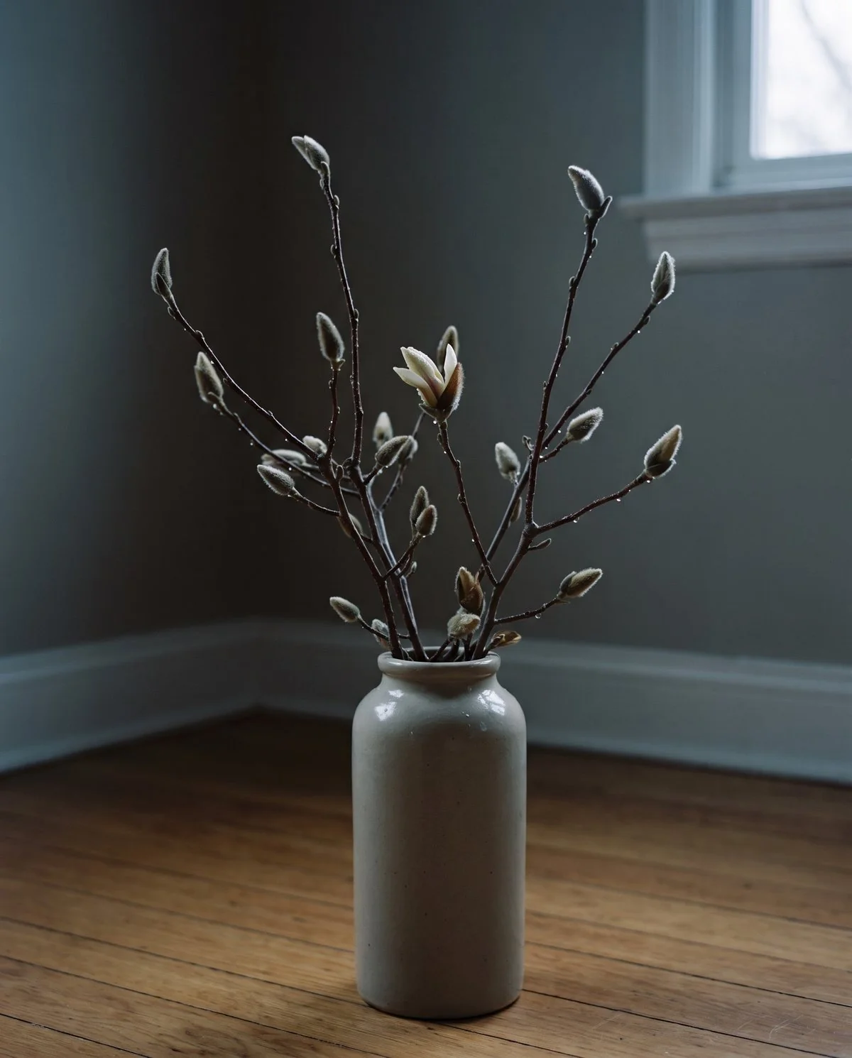 Cut magnolia branches with plump buds standing upright in a tall container of water in a cool dim room, beaded with mist