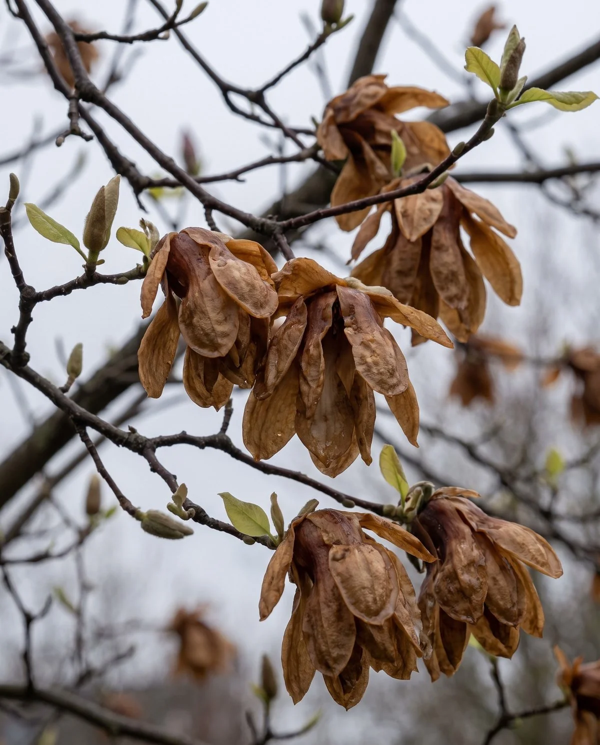 Open magnolia flowers turned uniformly brown, limp and mushy the morning after a freeze, with the leaves and twigs still clean