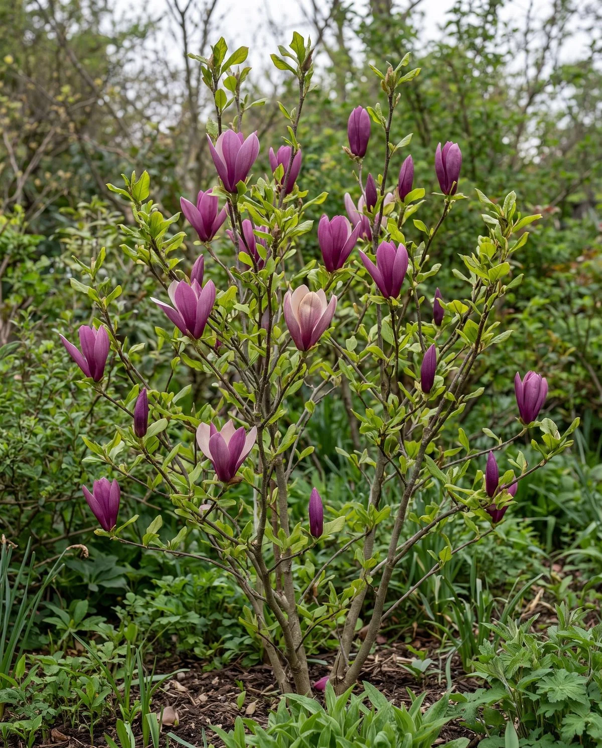 A compact shrubby lily magnolia with slender deep purple flowers opening as the first leaves emerge