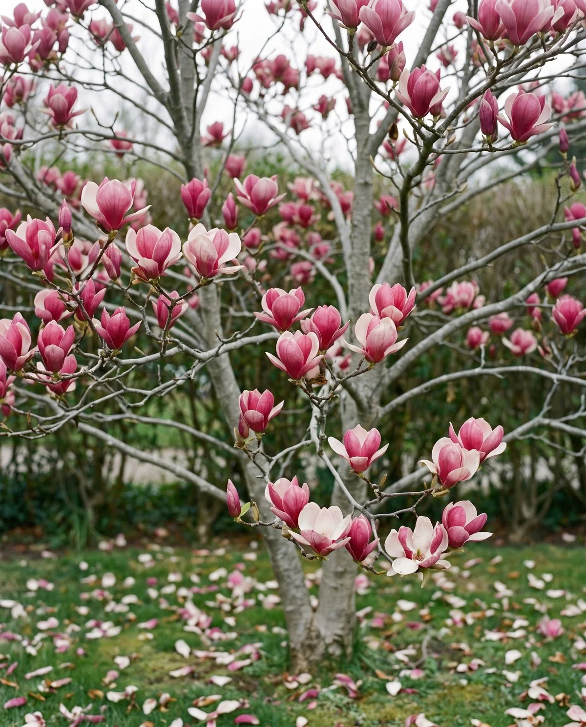 A saucer magnolia covered in large pink and white tulip-shaped cups on leafless branches