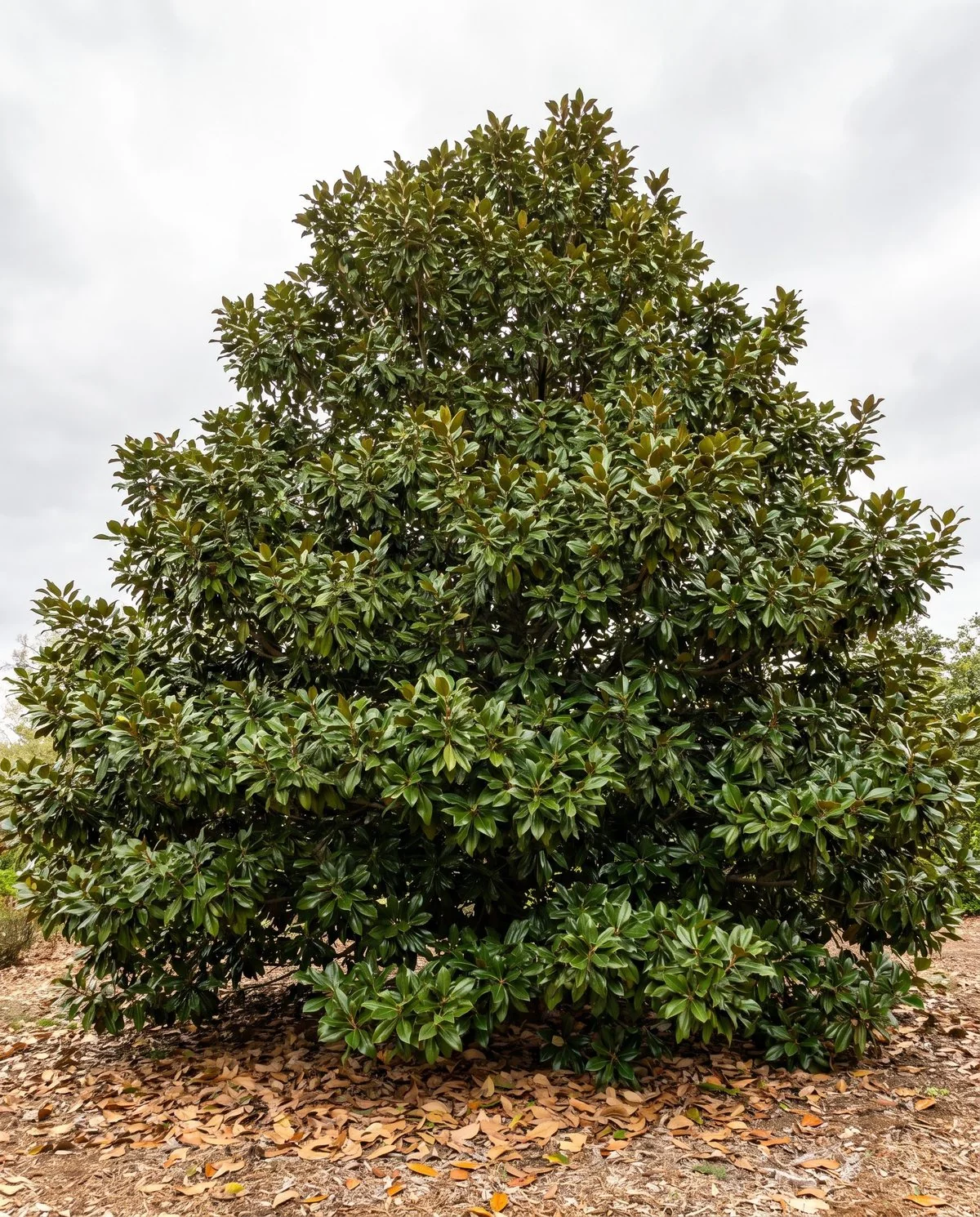 A southern magnolia with a dense glossy canopy and a scatter of shed older leaves on the ground beneath it