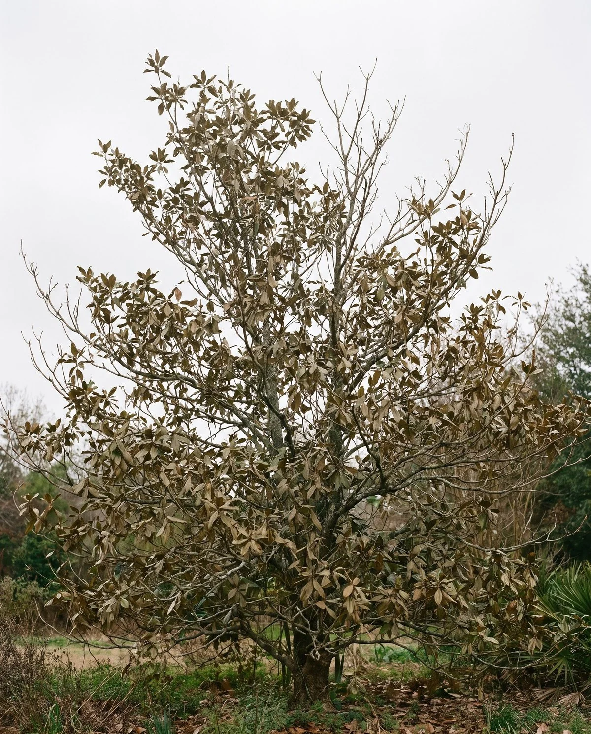 A southern magnolia with a thin patchy canopy, visible gaps and bare dead branch tips against the sky