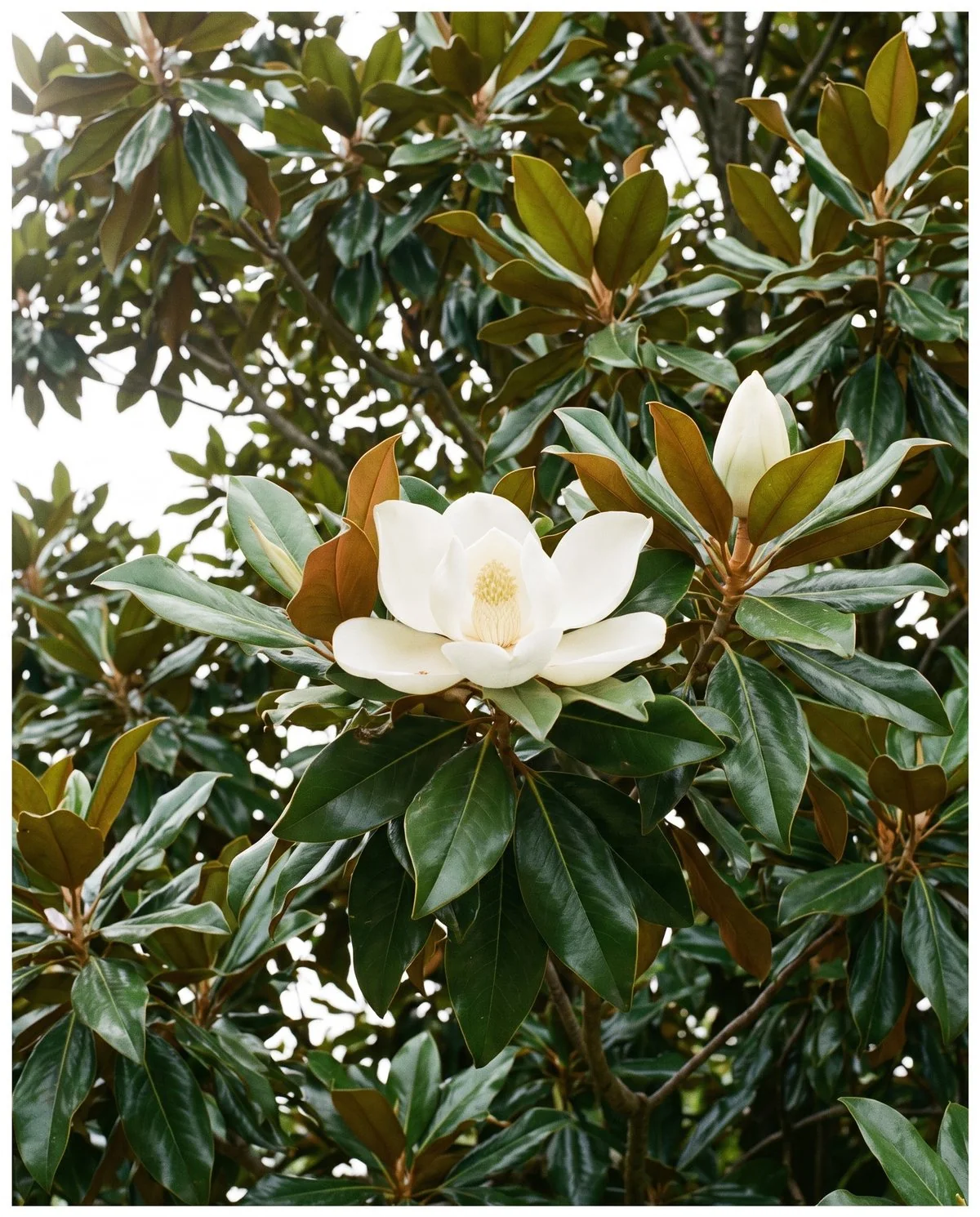 A large creamy white southern magnolia flower fully open among thick glossy dark evergreen leaves