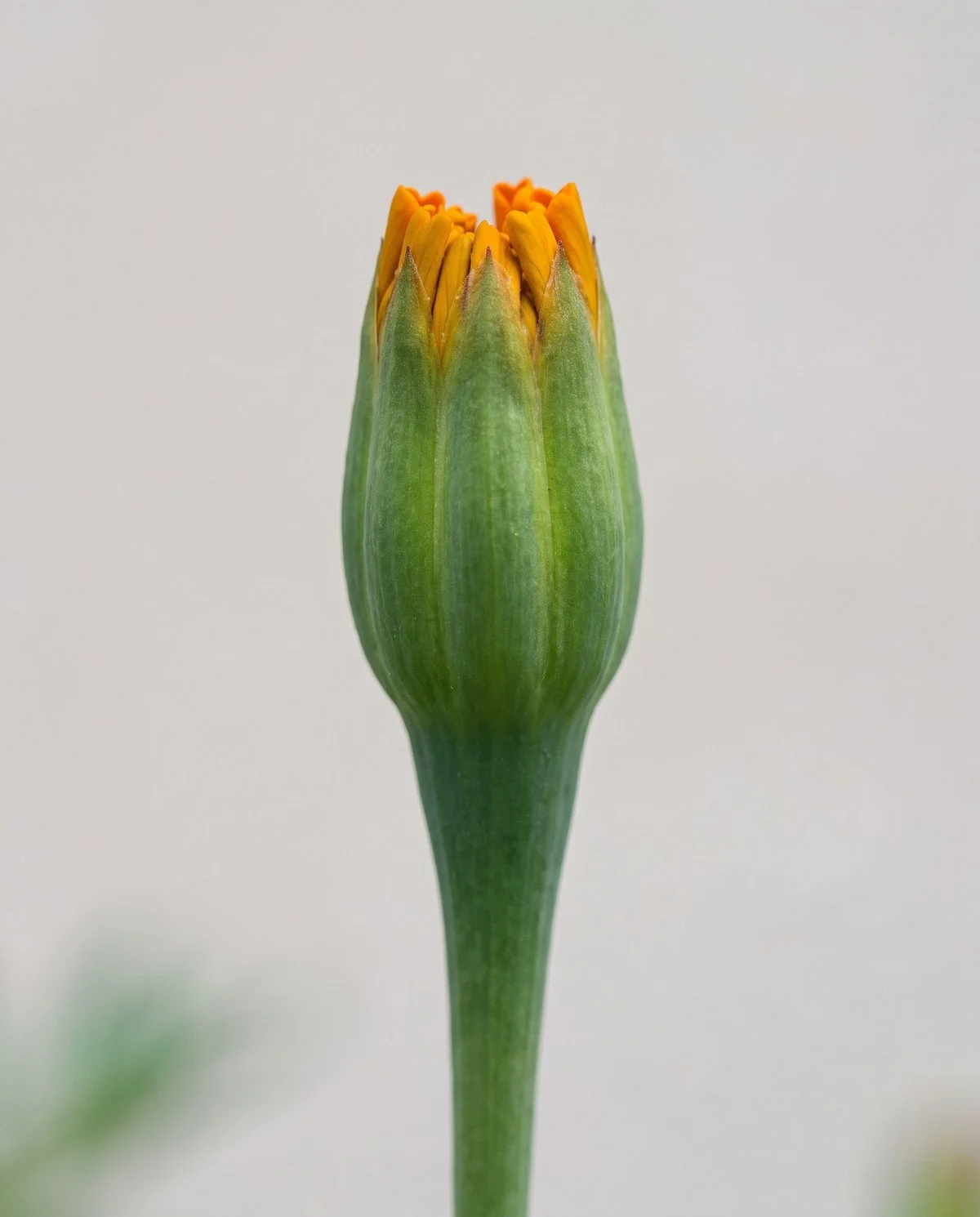 An intact green marigold bud with a smooth unbroken surface and the first orange petal tips showing