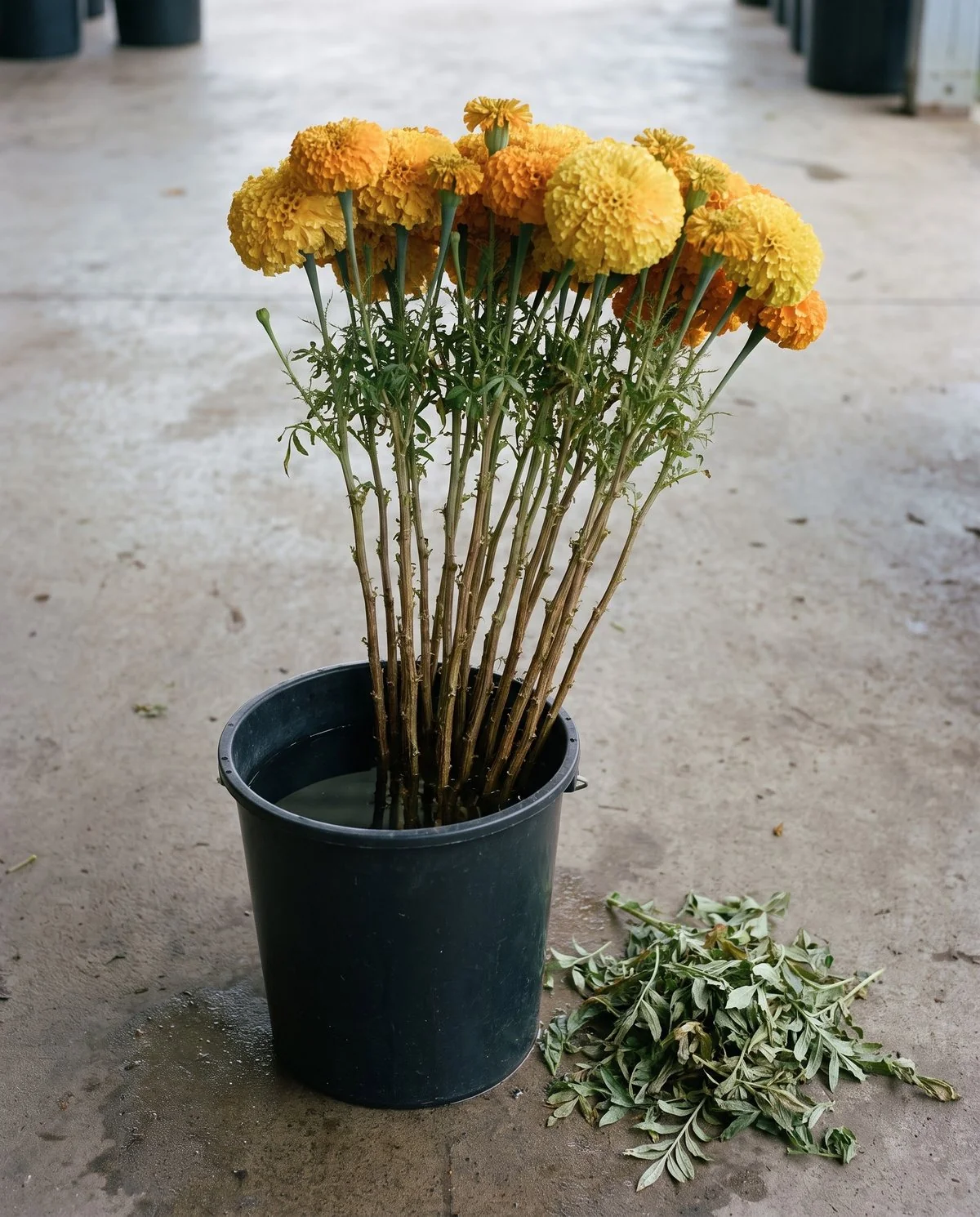 Long African marigold stems standing in a black bucket of clean water with all the lower foliage stripped away