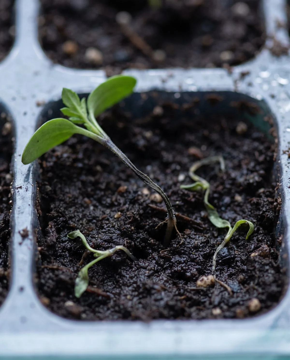 A collapsed marigold seedling lying flat in a seed tray, its stem pinched to a thread where it meets the soil