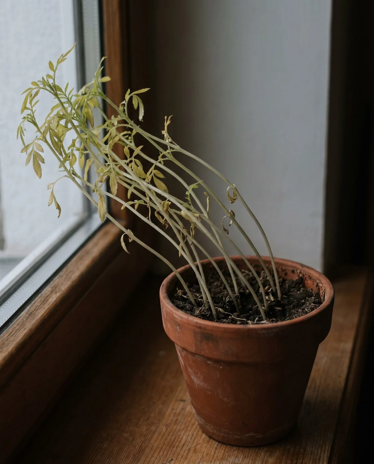 Leggy marigold plants with long bare gaps between leaf pairs, leaning sideways toward the light