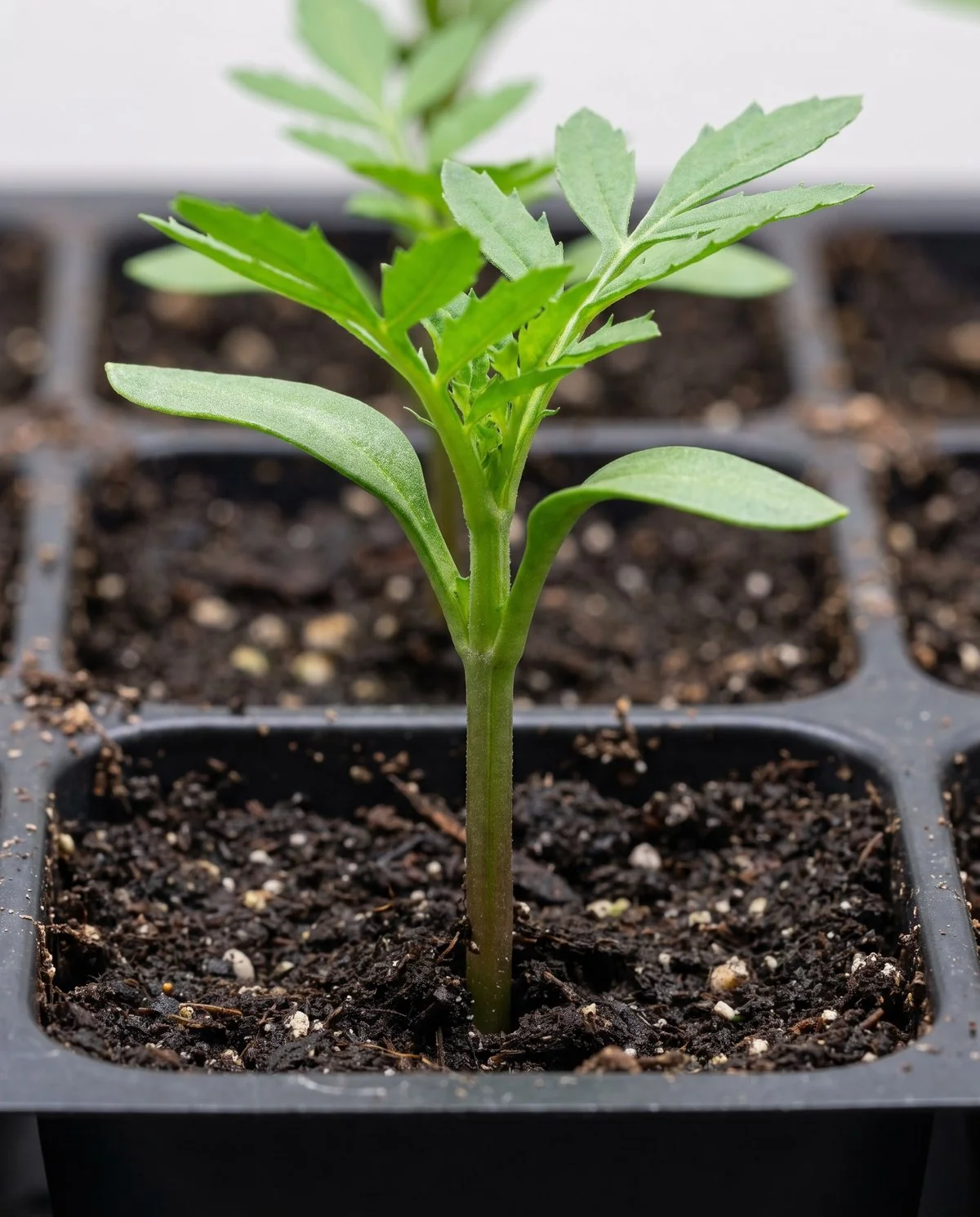 A sturdy upright marigold seedling with a firm unpinched stem where it meets the soil