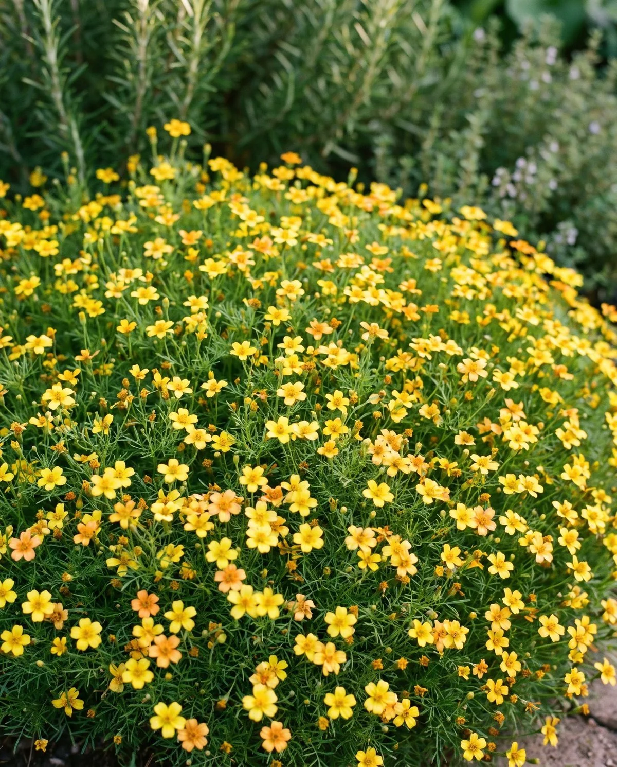 A low signet marigold cushion of very fine lacy foliage completely covered in tiny single yellow flowers