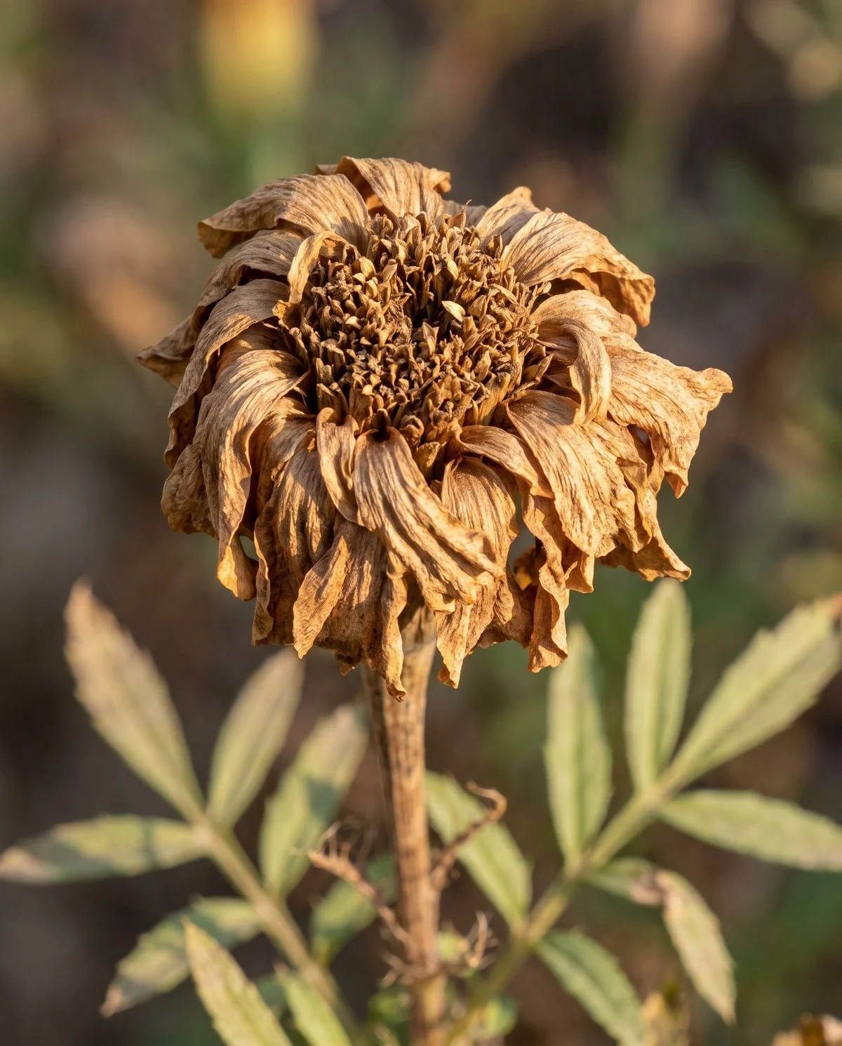 A marigold flower past its bloom, faded and dried to a papery tan with no fuzz or mould on it