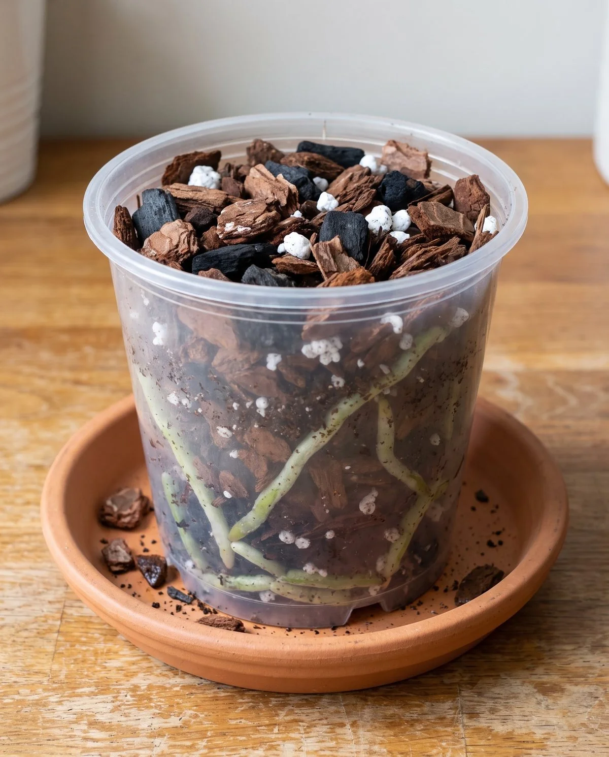 A clear orchid pot of coarse fir bark and charcoal with loose broken-down fragments washed up onto the surface