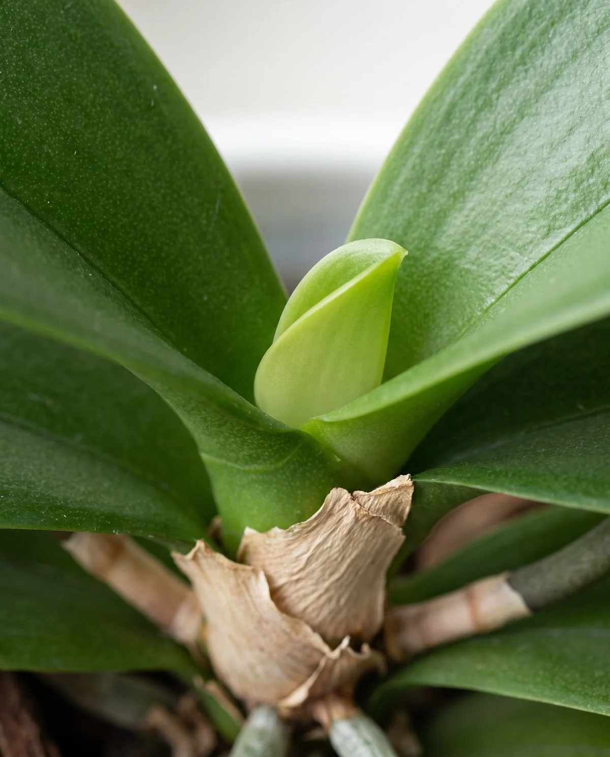 A firm tightly furled pale green new leaf emerging from the dry centre of a moth orchid