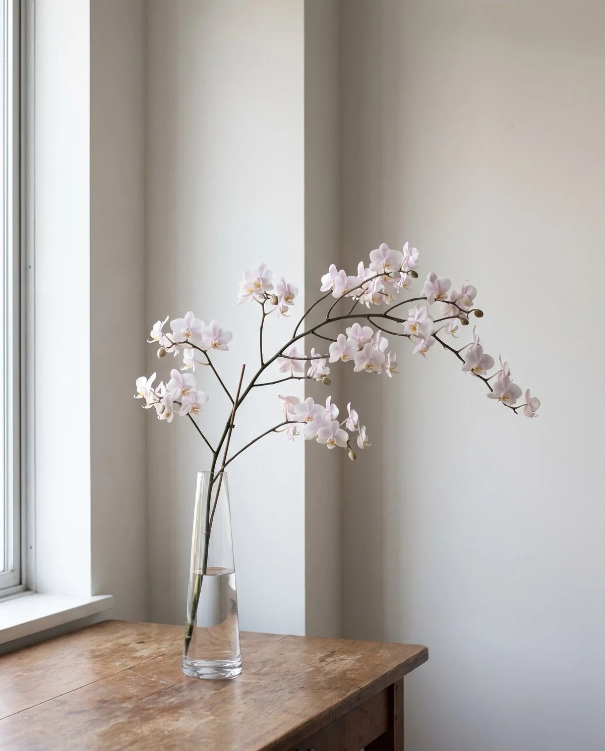 A cut branched moth orchid spray standing in a plain glass vase, many small blooms held on two side stems