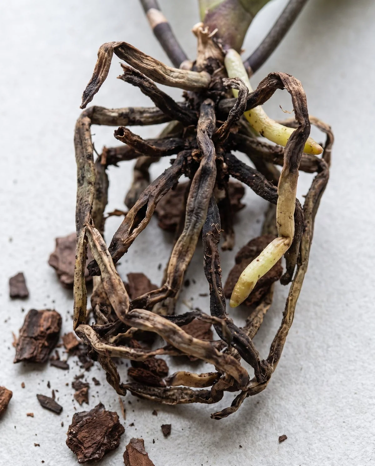 Dead moth orchid roots lifted out of the bark, brown and black, some collapsed flat and papery and others soft and dark
