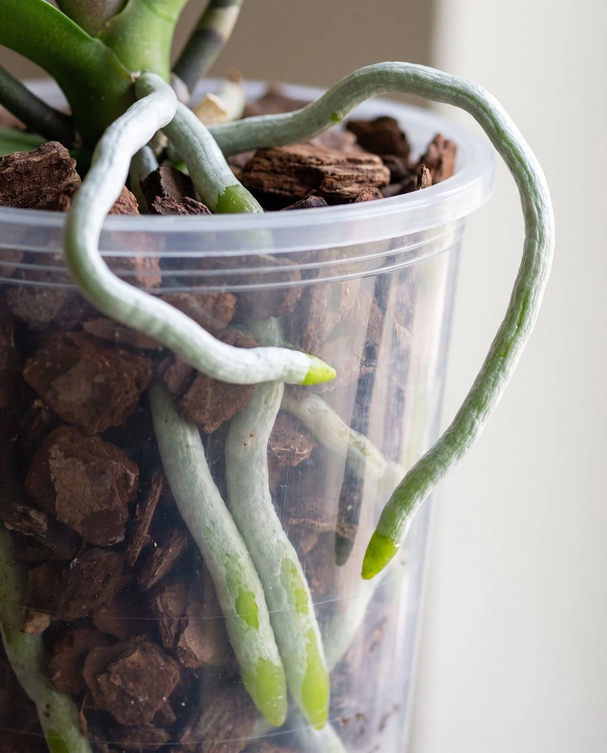 Firm plump moth orchid roots in a clear pot, some dull silvery white and others bright green at the tips