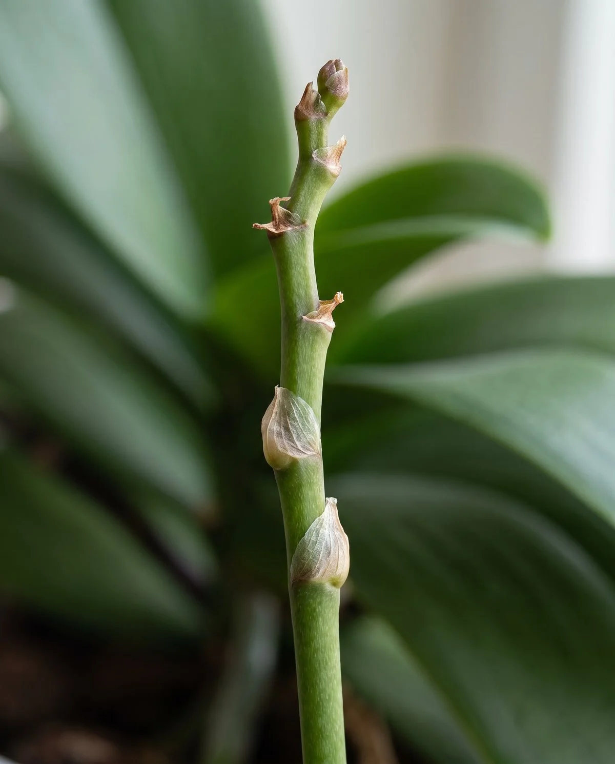 A moth orchid flower spike still green and firm after the last flower dropped, with plump unused nodes along it
