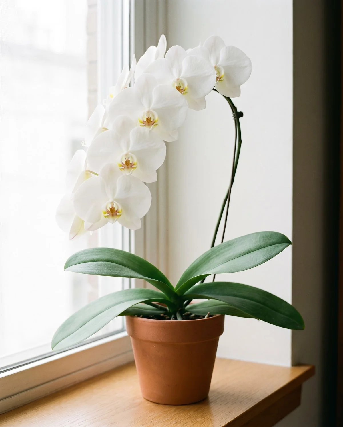 A standard large-flowered moth orchid with big round flat white blooms in a row along one arching spike