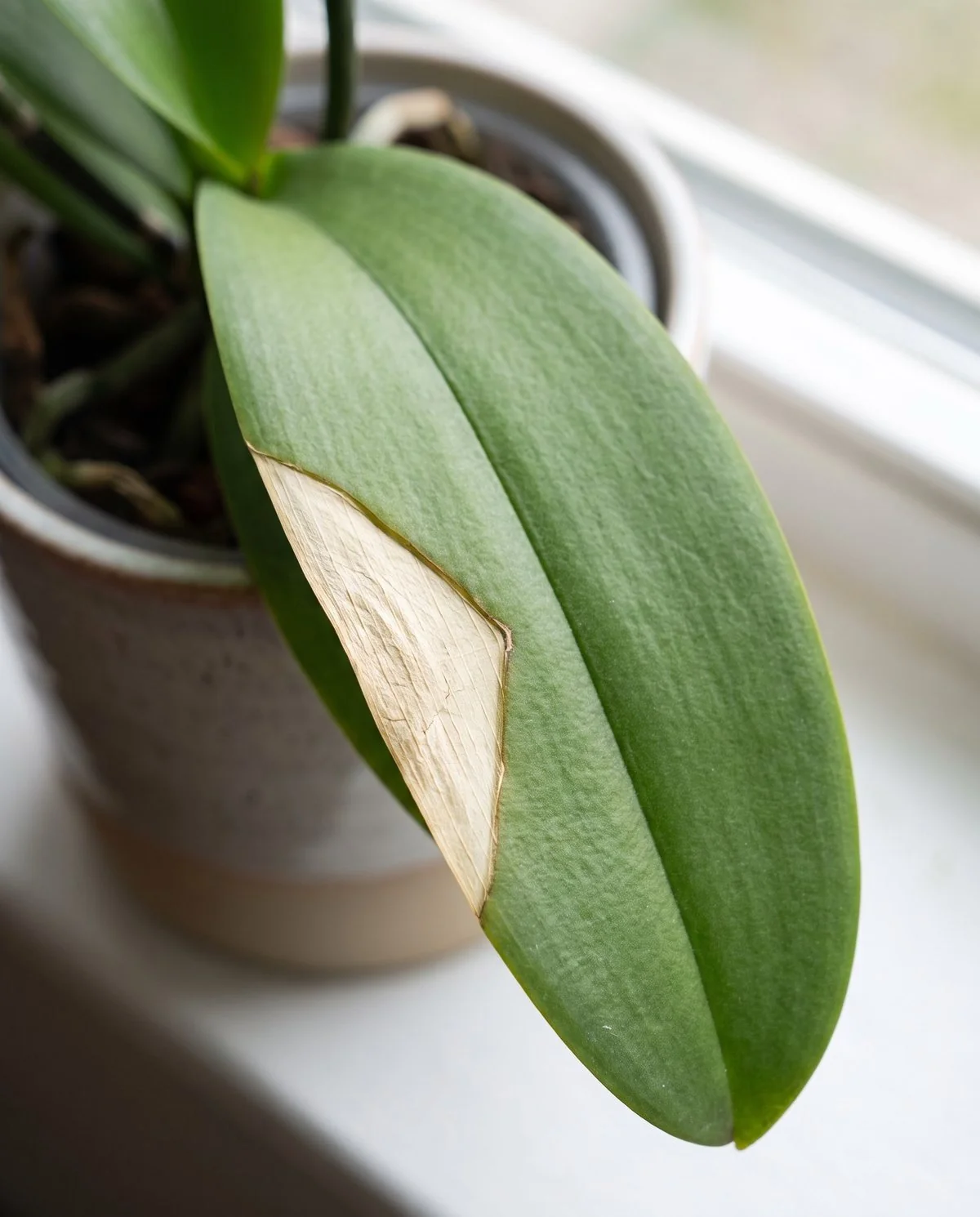 A flat bleached patch on the sunward side of a moth orchid leaf, sharply bounded and dry rather than wet-looking