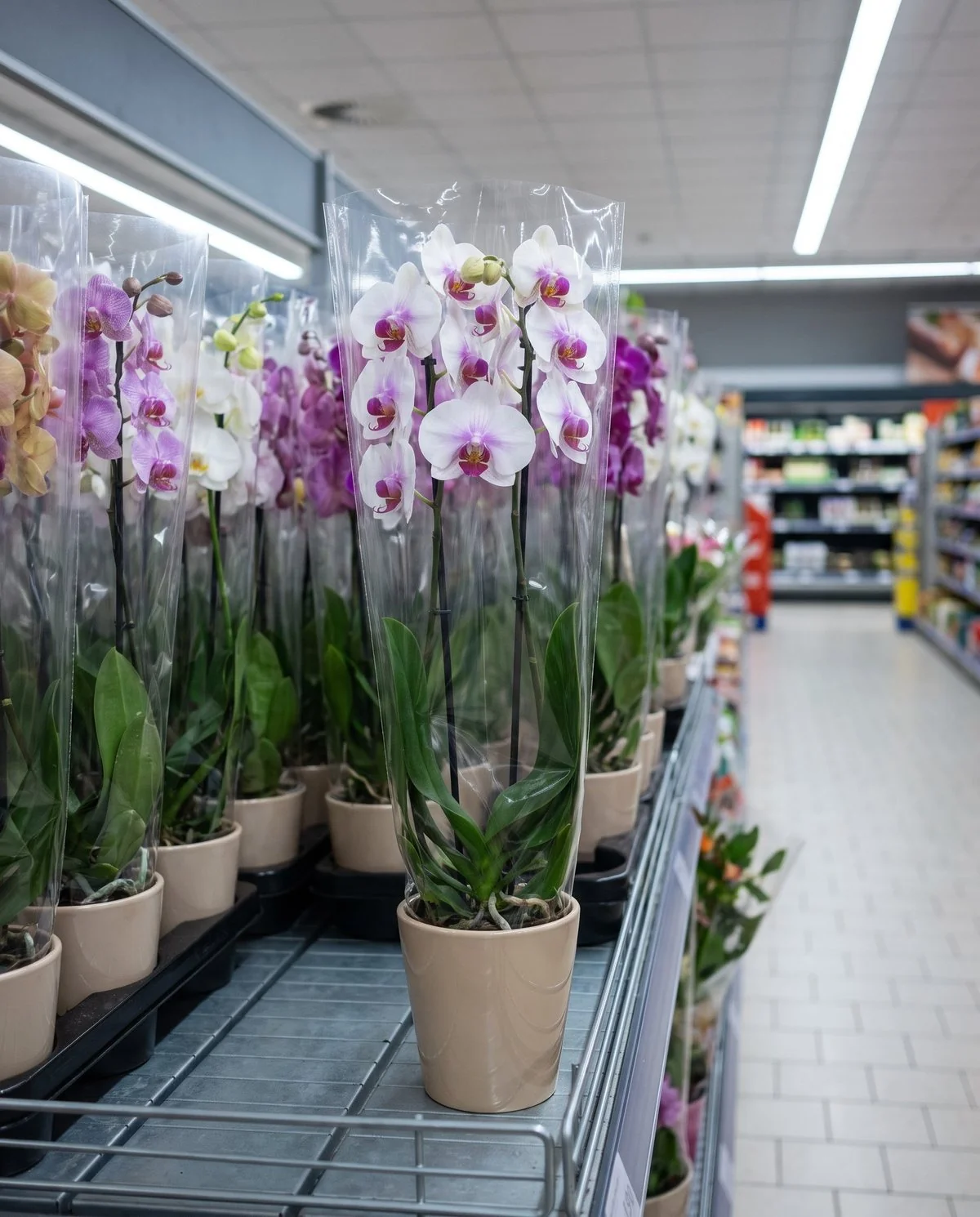 A blank plastic-sleeved moth orchid standing on a supermarket shelf among identical unlabeled plants