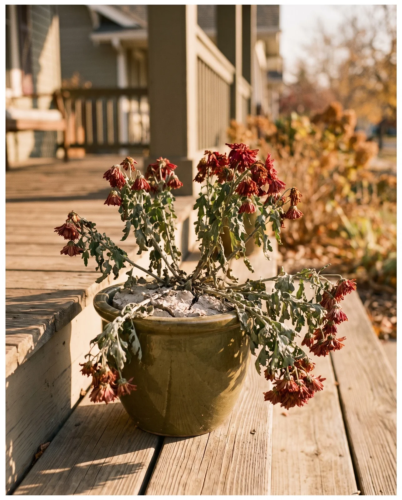 Underwatered potted chrysanthemum with drooping foliage and dry cracked potting soil.