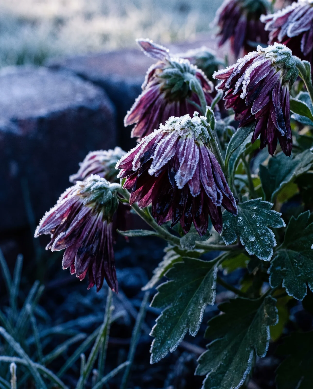 Frost rime coating collapsed petals and foliage of garden mum at dawn.
