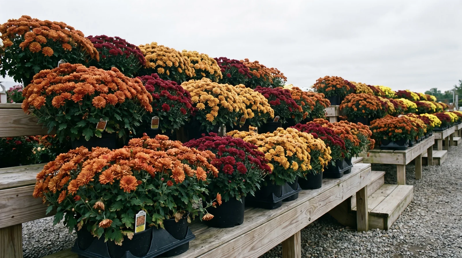 Mounded garden chrysanthemums in plastic pots on wooden nursery display benches.