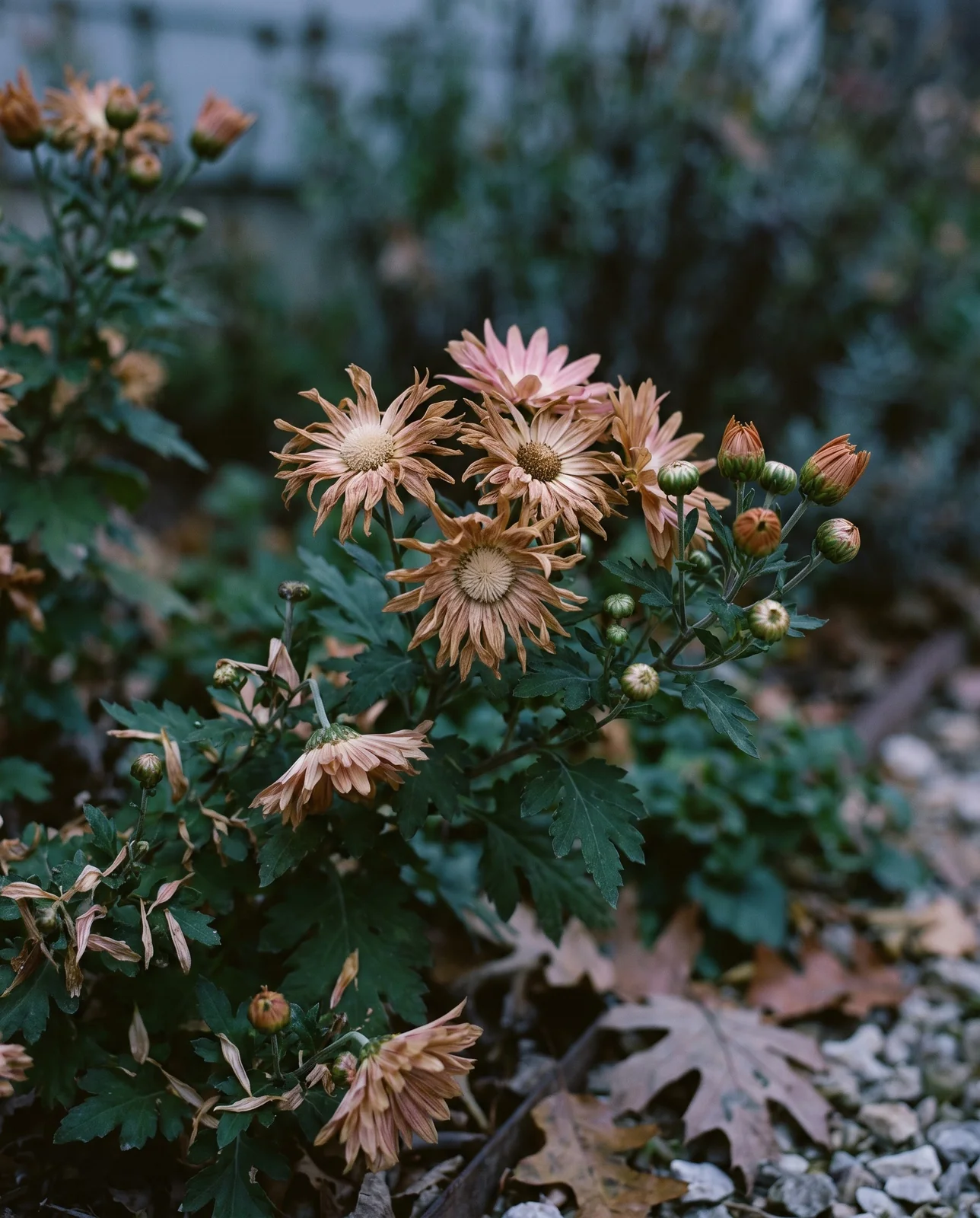Faded brown spent chrysanthemum blossoms alongside unopened tight green flower buds.