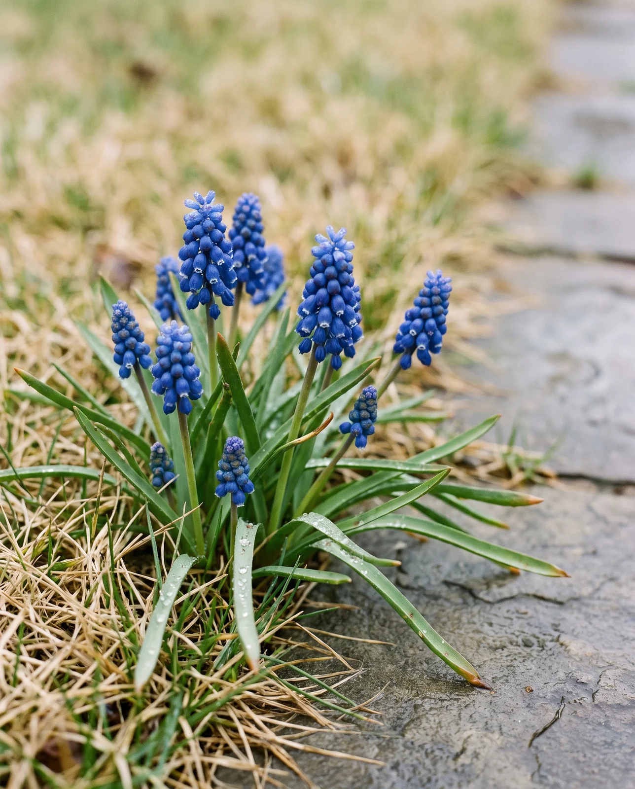 Grape hyacinth flowers blooming through dormant grass along a lawn boundary.