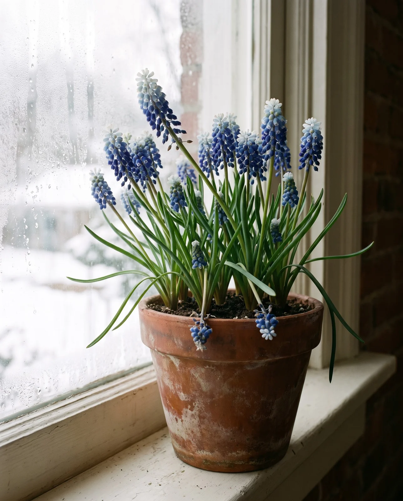 Blooming grape hyacinths in an aged terracotta pot on a windowsill.