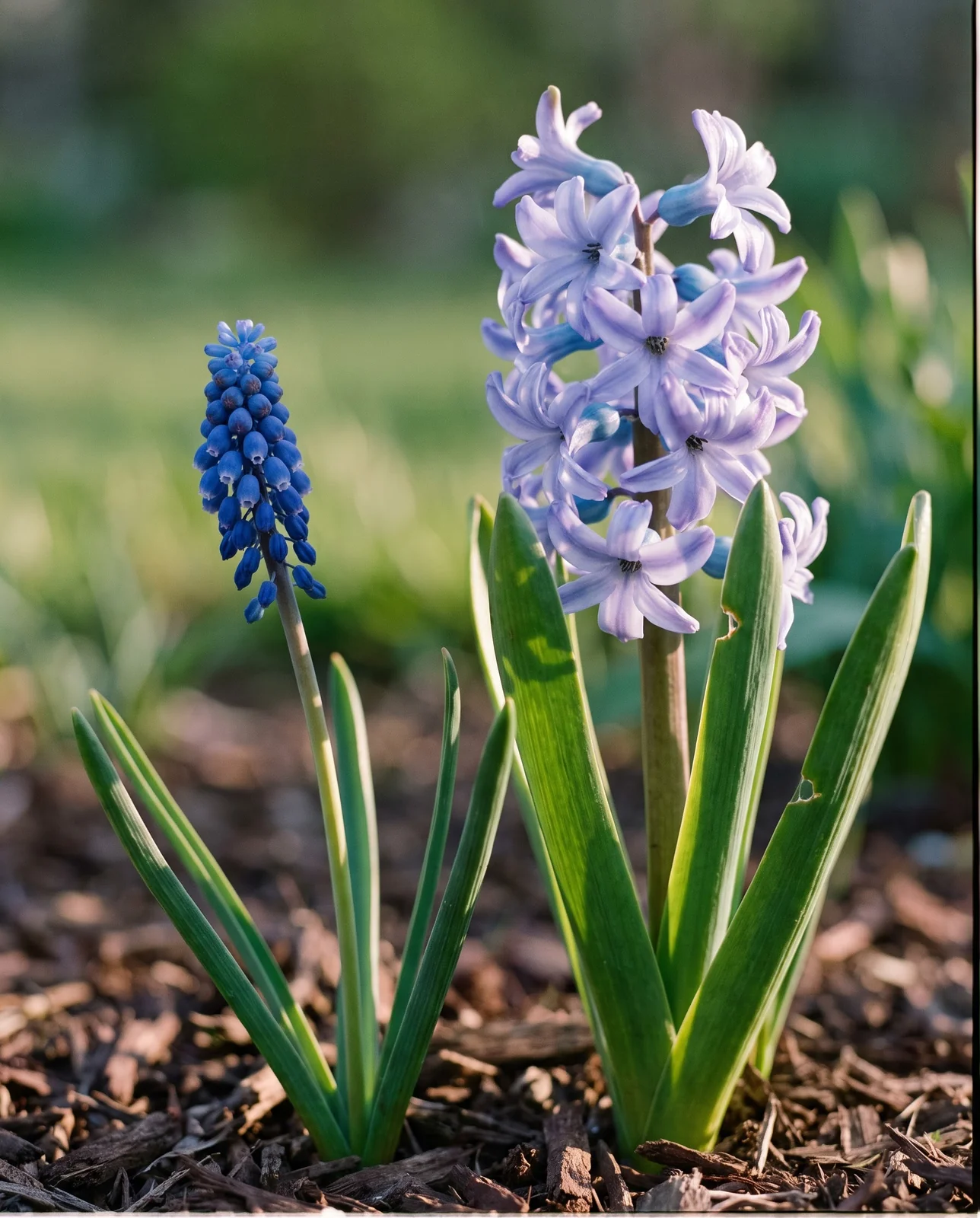 Grape hyacinth spike growing beside a much larger true hyacinth bloom.