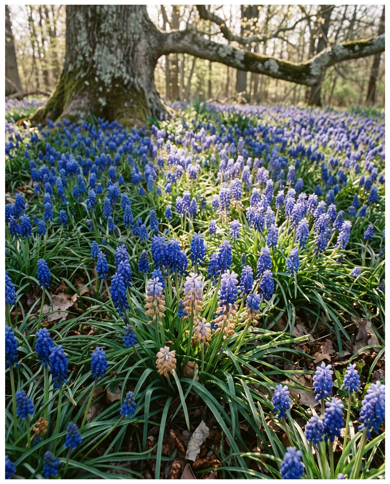 Dense blue drift of naturalized grape hyacinths beneath a deciduous tree.