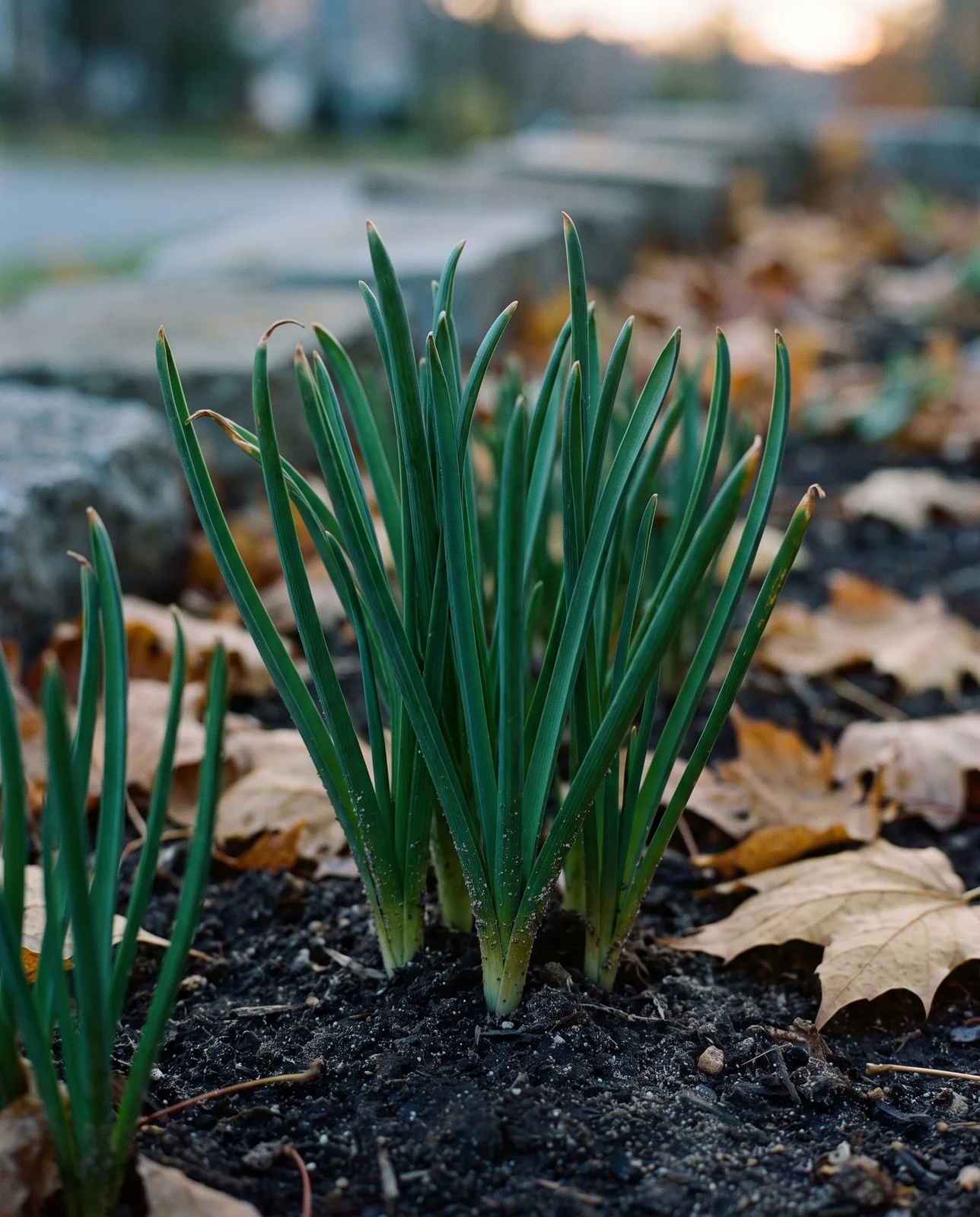 Slender green muscari leaves emerging through autumn soil and fallen leaves.