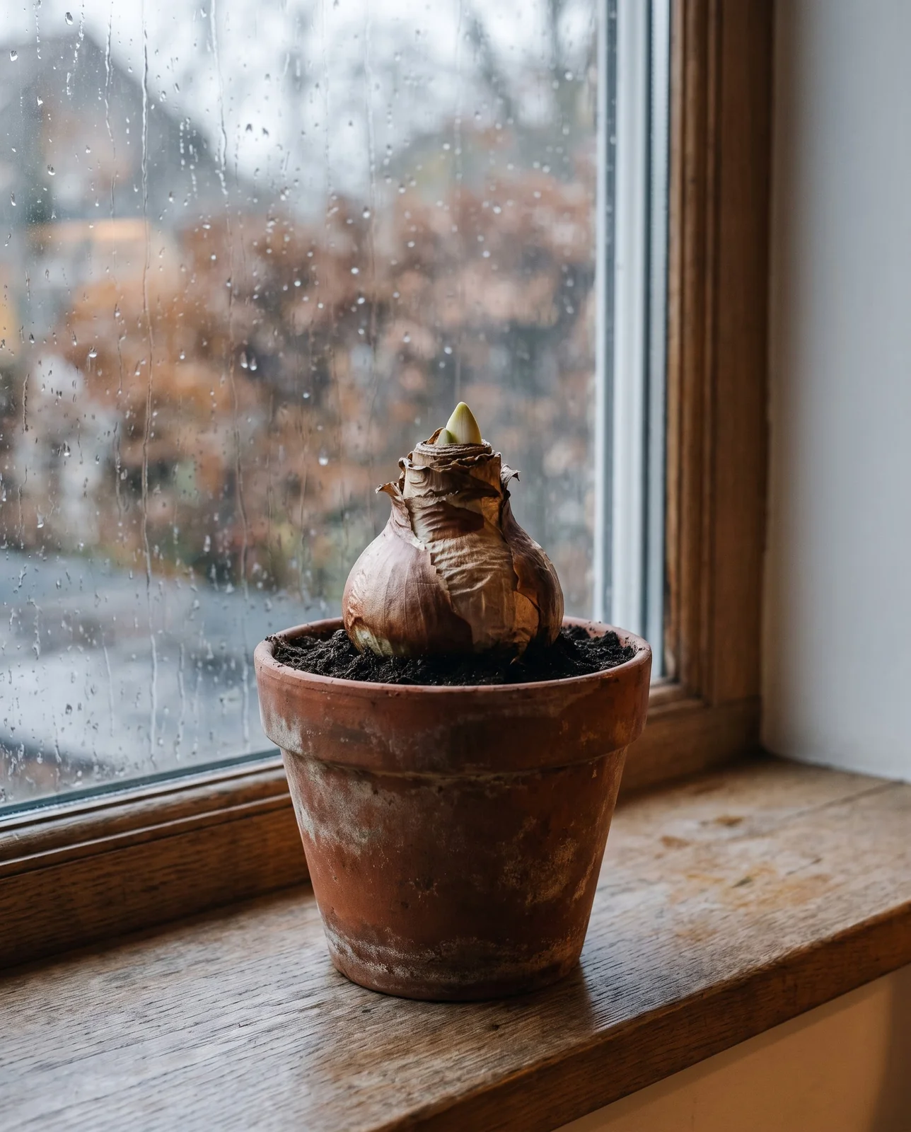 Plump amaryllis bulb planted in terracotta pot on rainy indoor windowsill