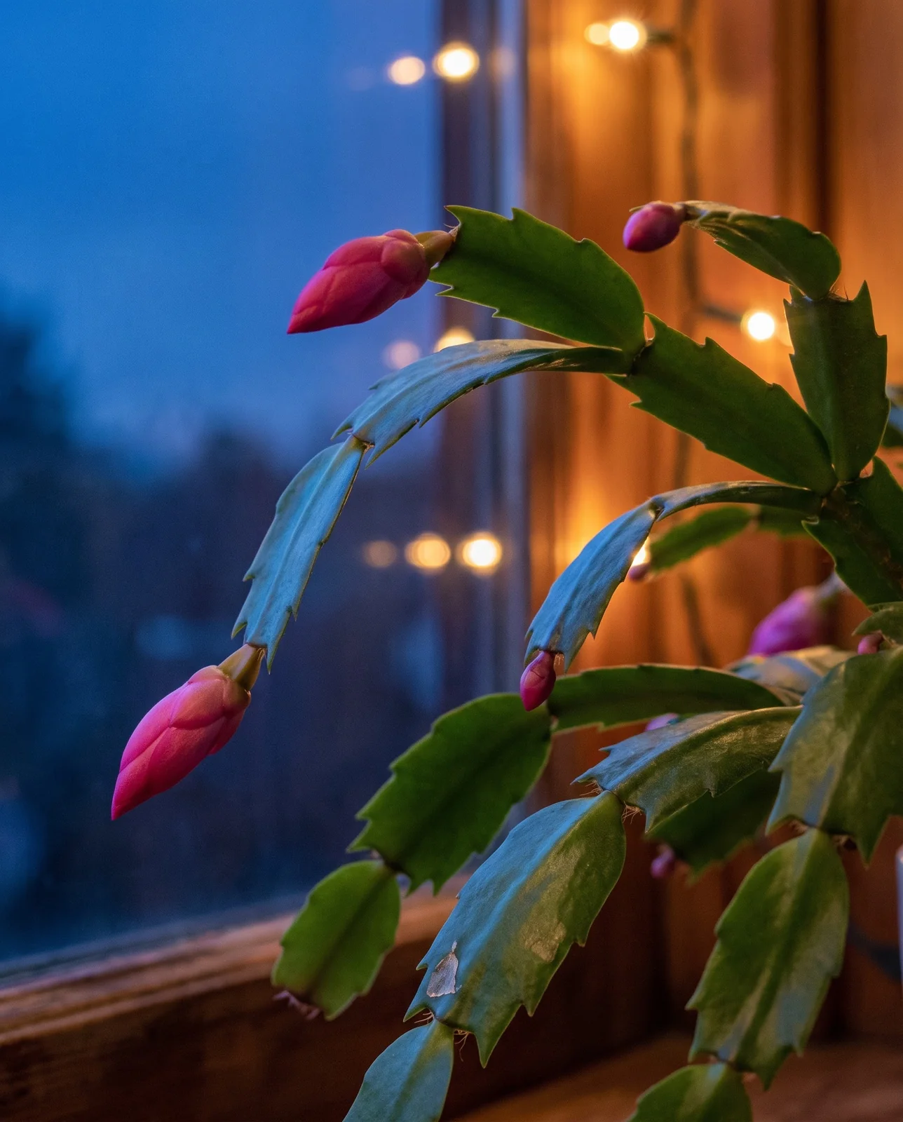 Christmas cactus stem cladodes with emerging magenta pink flower buds