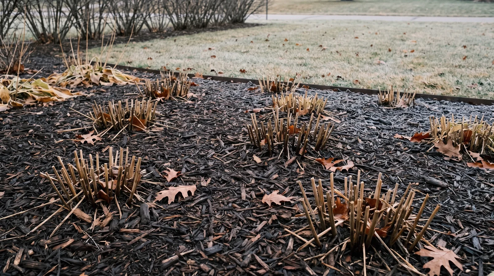 Cut back perennial flower bed covered with shredded bark mulch in autumn