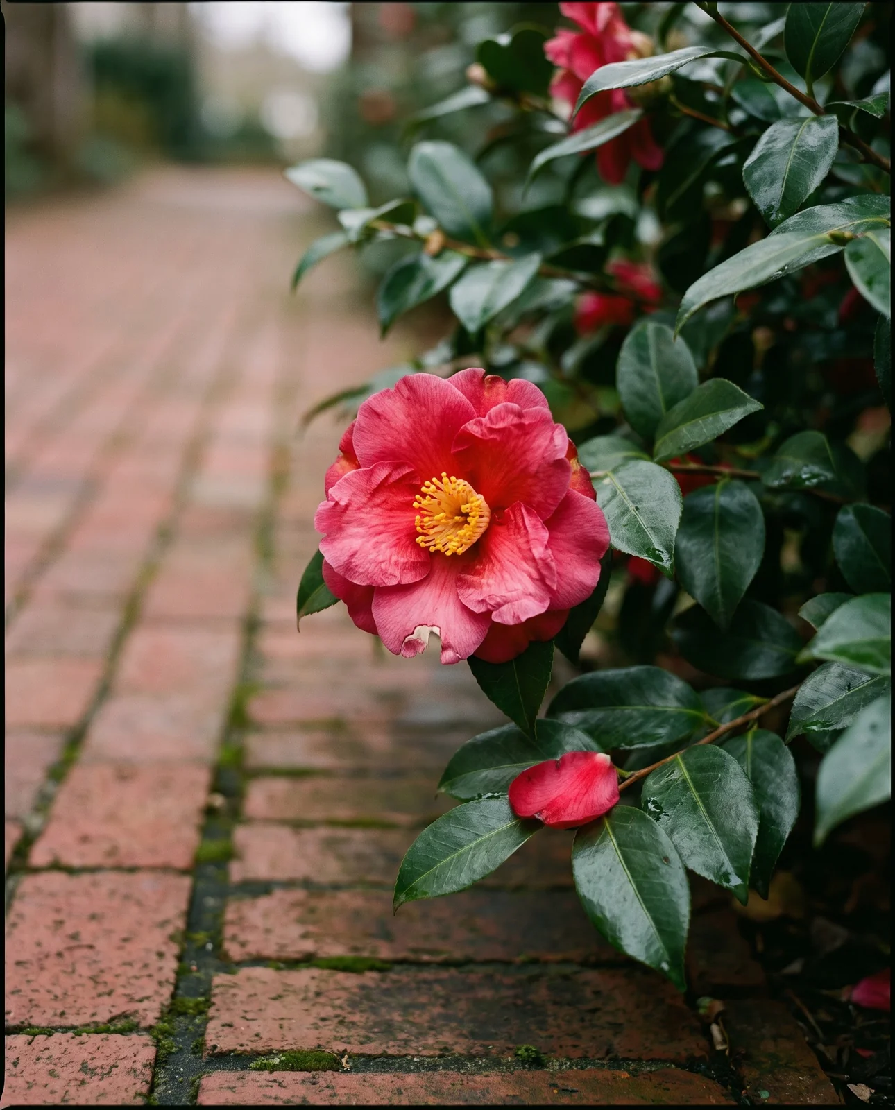 Pink-red Camellia japonica flowers blooming beside aged southern brick path