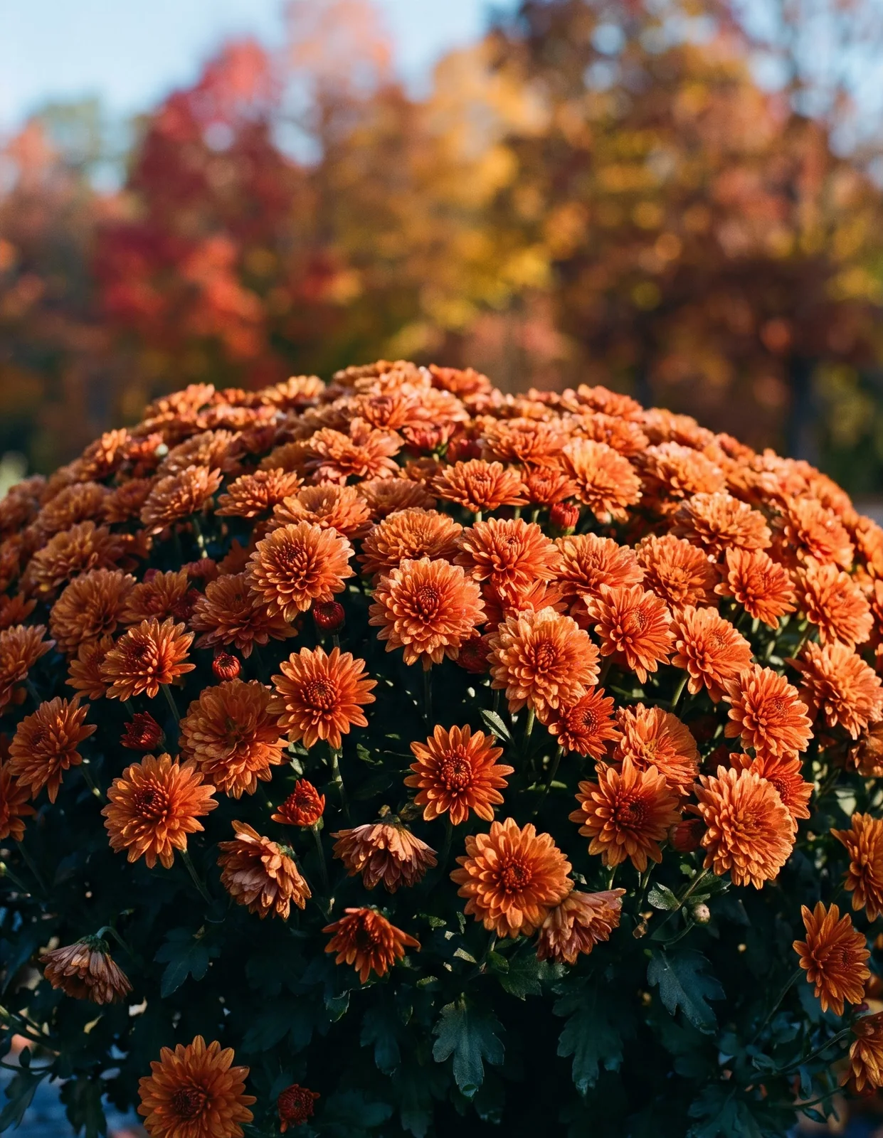 Orange garden mum mound against blurred New England autumn foliage canopy.