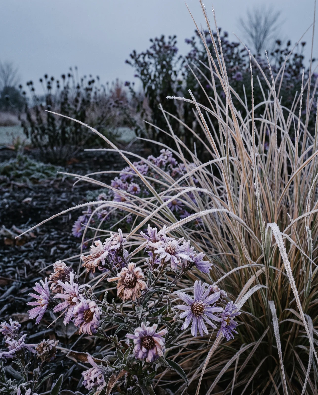 Frost rimming purple aster petals and switchgrass foliage in early morning.