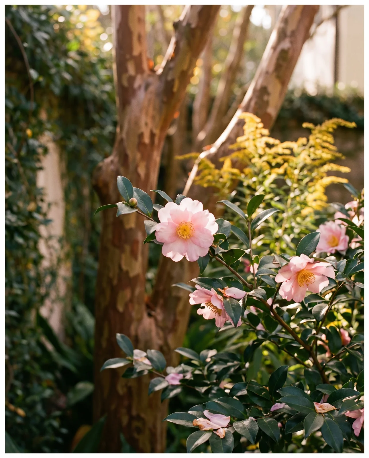 Pink Sasanqua camellia blooms beneath crepe myrtle bark in afternoon light.