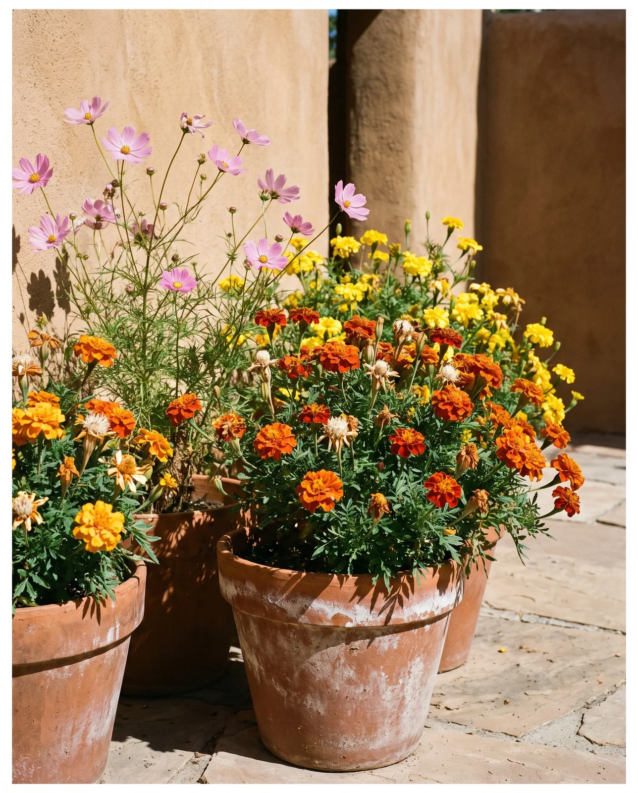 Orange marigolds and pink cosmos growing in terracotta courtyard pots.