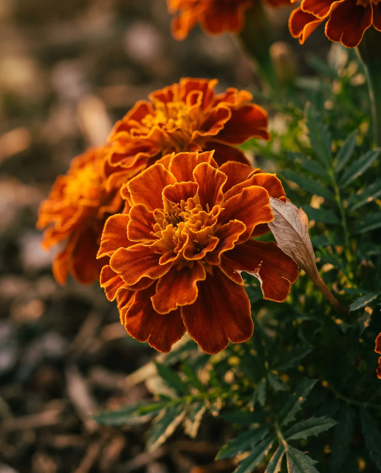Macro view of orange and saffron French marigold ruffled petals.
