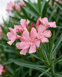 oleander gallery flower macro pink cluster
