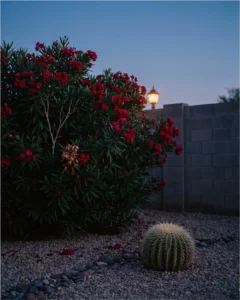 oleander gallery red hedge dusk arizona