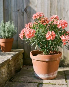 oleander gallery salmon pot patio