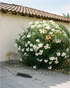 oleander gallery white driveway california