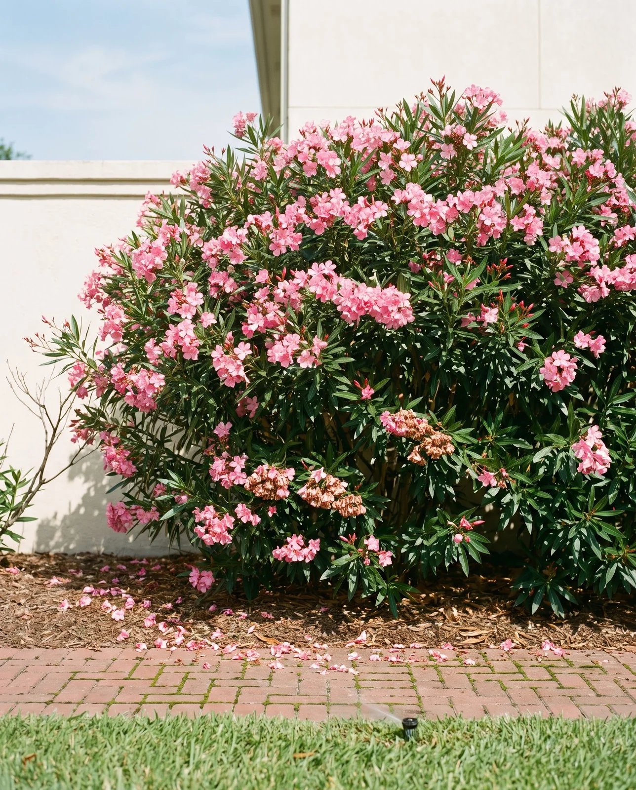 An oleander hedge at peak summer flush covered in pink flower clusters with a few faded ones below