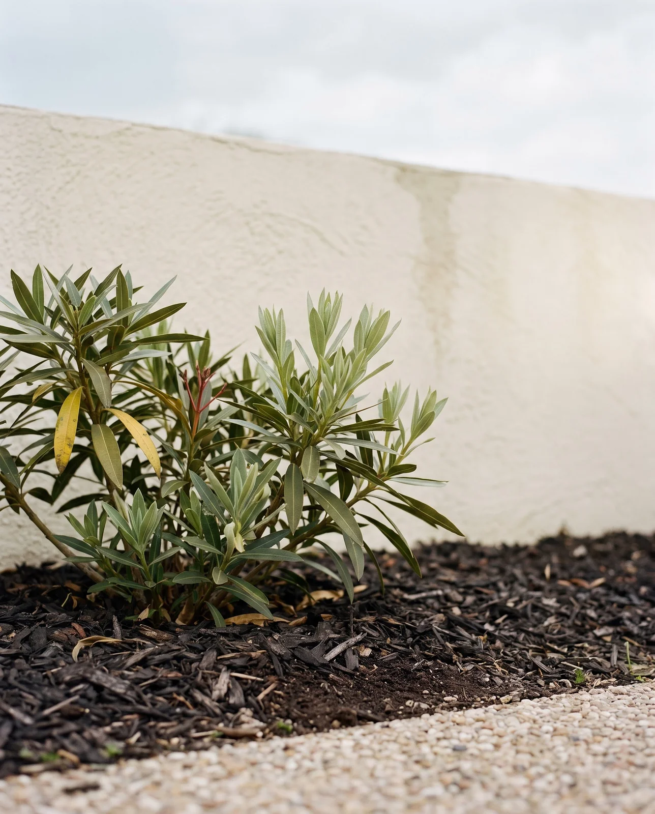 Fresh pale green oleander shoots pushing from a shrub in spring with a mulched bed and no fertilizer in sight