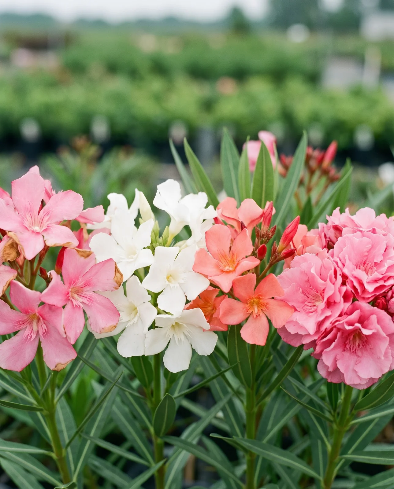 Close view of oleander clusters in pink, white and salmon side by side with a double-flowered one among them