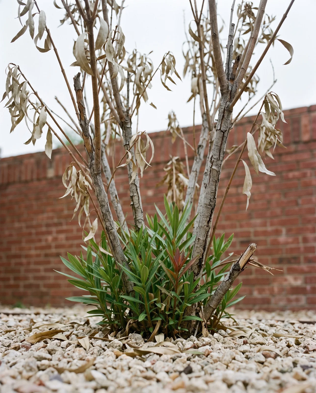 An oleander killed to the ground by a freeze with brown dead stems and fresh green shoots from the base in spring